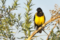 Pseudoleistes virescens